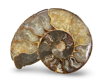 Geschnittenes Ammonit Fossil aus Madagaskar | 212g Polierte Hälfte | 4,5 ”Fossil Muschel | Nautilus Fossil | Jurassic Dekor | Echtes Exemplar