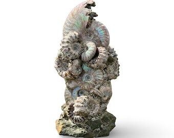 Schillernder Ammonit Steinhaufen aus Madagaskar | Regenbogen Ammonite Fossilien | Natürliche Ammonit-Anzeige | Versteinerte Muscheln | 6 &quot;Hoch