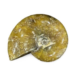 Ammonite Fossil from Madagascar – 410g | 5” x 4” Polished Fossil | Real Ammonite Shell | Natural History Decor | Collector Gift