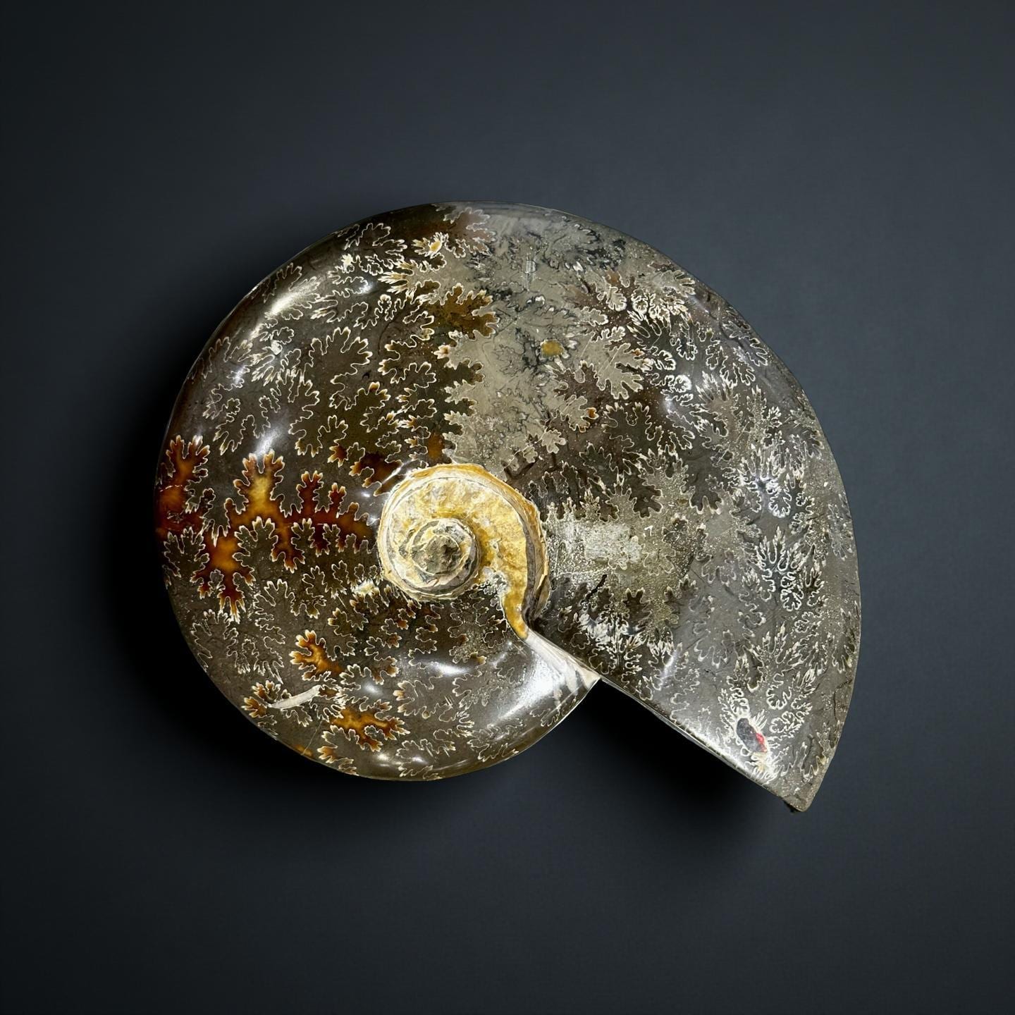 Ganzer Ammonit Fossil aus Madagaskar – 1.3kg | 18 x 15 x 5 cm - Natürliches versteinertes Muschelmuster | Nautilus Kristall Kristall zum Aufstellen