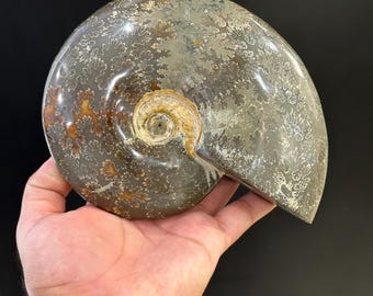 マダガスカル産アンモナイト化石（1.3kg）｜7インチ×6インチ×2インチ