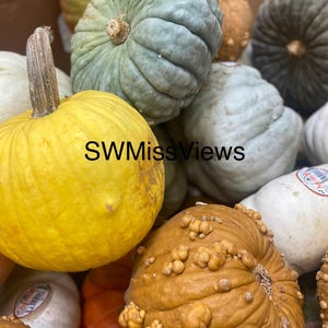 Pode incluir: Uma coleção de várias abóboras em tons de amarelo, verde sálvia, branco e castanho, com texturas lisas e verrugosas, além de caules. O texto "SWMissViews" está impresso a preto no centro da imagem.