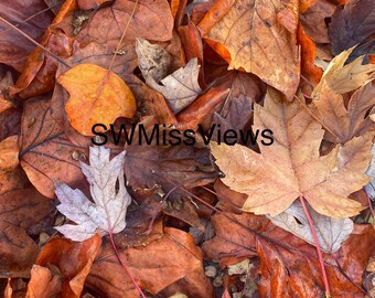 Fotografía de hojas de otoño en formato digital