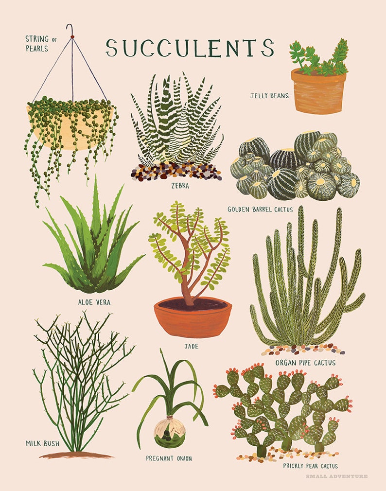 Succulents Print 