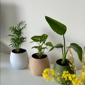 May include: Three potted plants in egg-shaped planters. The planters are white, tan, and green. The plants have green foliage. The white planter holds a plant with thin, needle-like leaves. The tan planter holds a plant with arrowhead-shaped leaves. The green planter holds a plant with large, broad leaves.