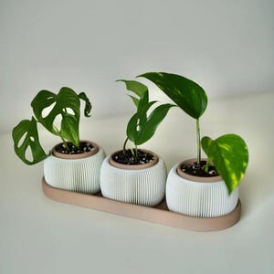 May include: Three small potted plants with vibrant green leaves sit on a light brown tray. The white pots have a ribbed design and a brown rim. The plants are a mix of different varieties, adding visual interest to the arrangement.