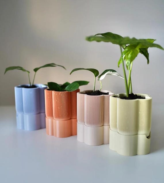 largest peace lily 6-8ft Sensation Peace Lily