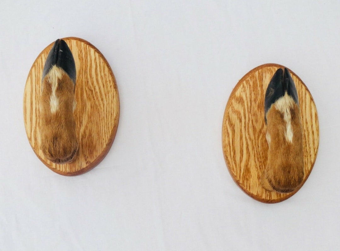 Taxidermy Deer Hoof Foot Feet Gun Rack on Beautifully Finished Etsy