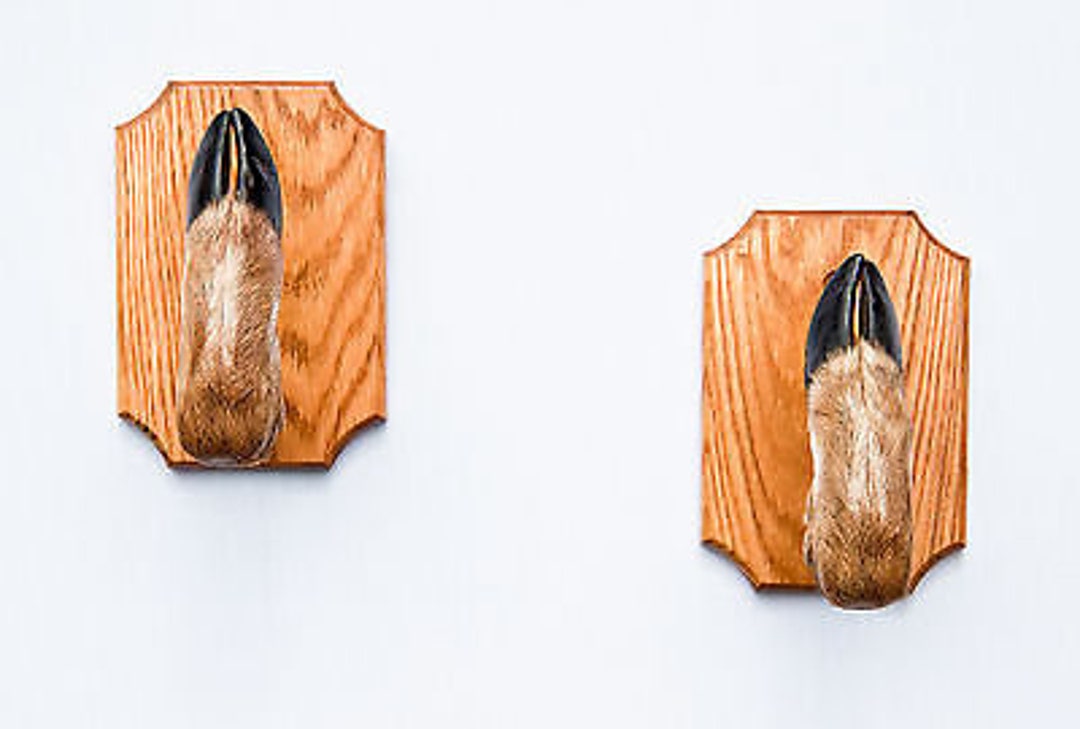 Taxidermy Deer Hoof Foot Feet Gun Rack on Beautifully Finished Oak