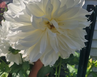 White Dahlia Tuber (1 Clump) Dinnerplate Dahlia Fleurel, Large Bloom Cut Flower, Wedding Garden Plant, Spring Planting, Flower Garden Gift