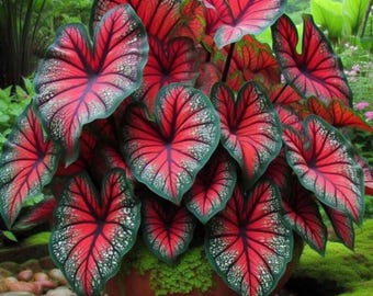 Red Ruffles Caladium Bulb | Strap Leaf Tropical Plant | Colorful Garden Foliage
