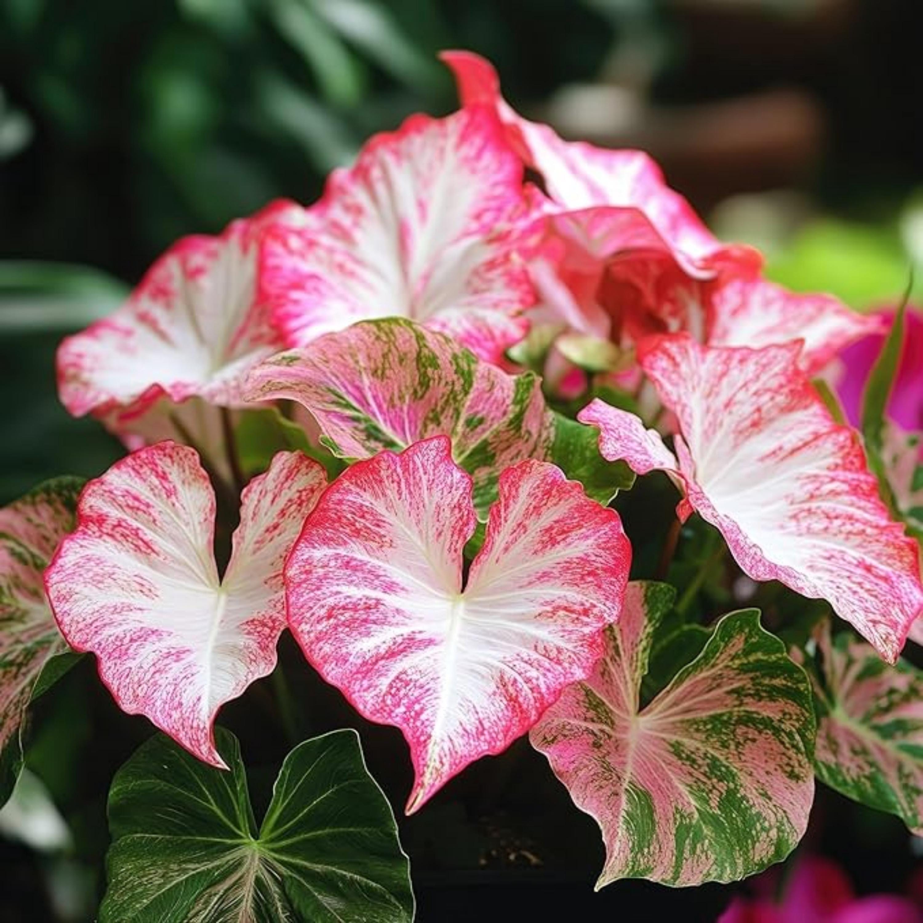 Rare caladium - Etsy 日本