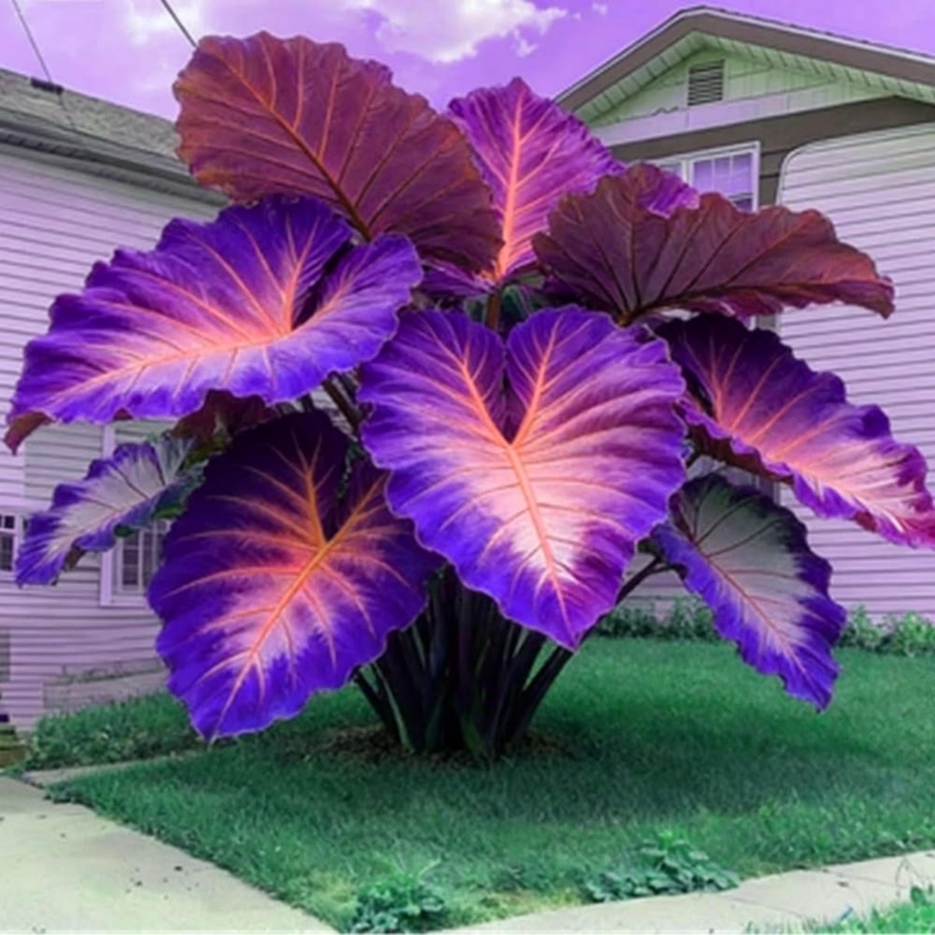 Purple Elephant Ears Plant - Etsy Israel