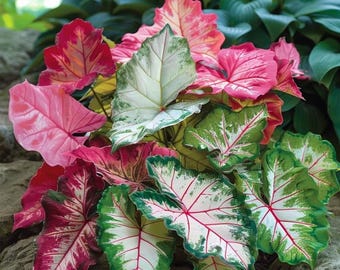 Cebule mięty pieprzowej Caladium do sadzenia – różowo-białe cebule ogrodowe