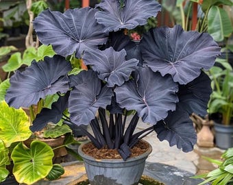 Ampoule tige noire oreille d'éléphant à faire pousser | Plante tropicale de jardin