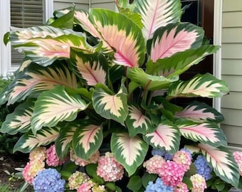 Bulbos de Caladium Gingerland para plantar flores de jardín tropical