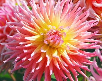 Star Elite Cactus Dahlia Flower Bulbs | Large Bloom Garden Tubers