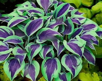 Hosta Seeds for Planting – Shade Loving Perennial Foliage Plants
