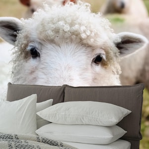 Organic Wool Pillow in American and Canadian Sizes,Wool Pillow,Organic wool pillow,Best Organic Cotton Pillow