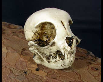 Domestic Kitten skull resin replica kitty cat jaw version