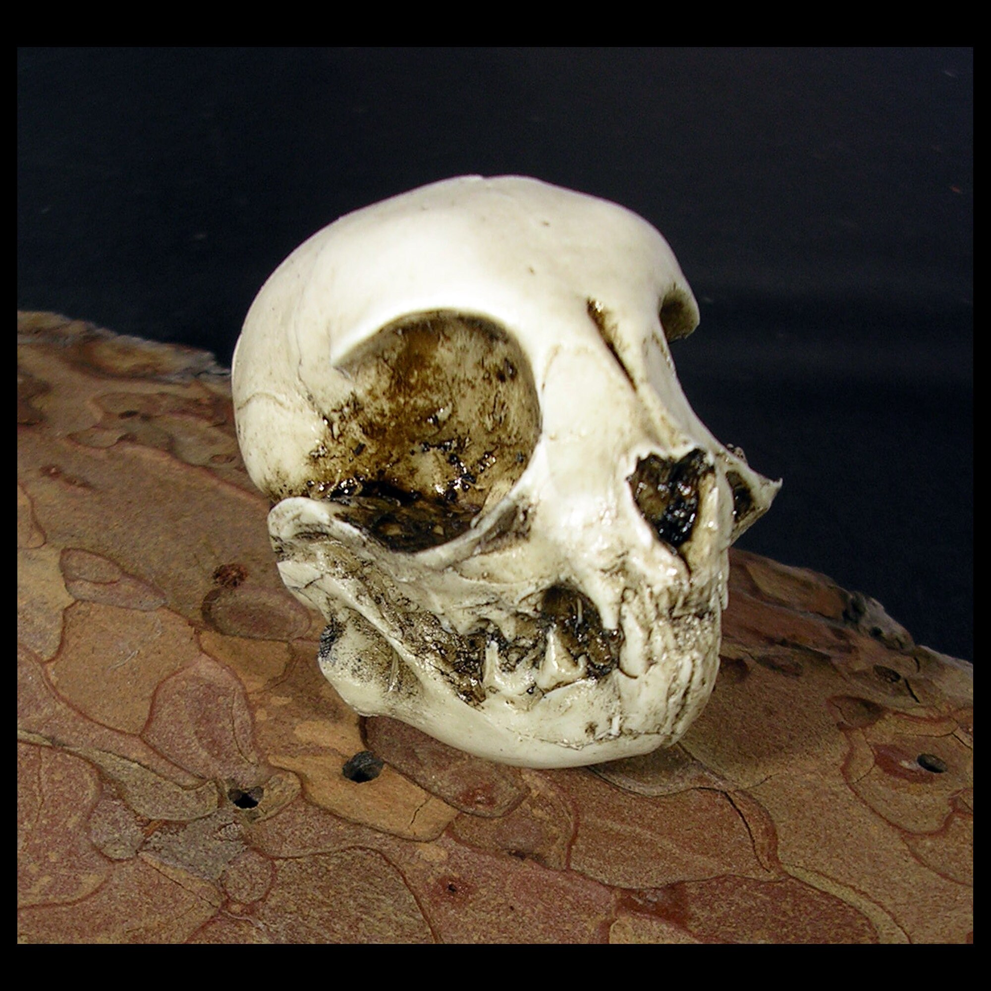 Domestic Kitten Skull Resin Replica Kitty Cat Jaw Version - Etsy UK
