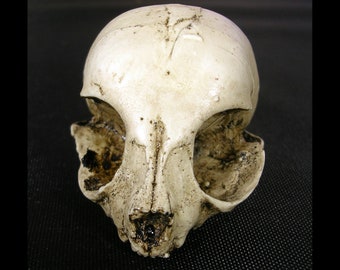 Domestic Kitten skull resin replica jawless version