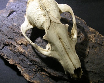 Tanuki raccoon dog skull realistic resin replica