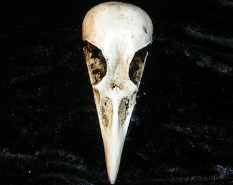 Jay Skull realistic Replica Catalyst Studios exclusive for display costume teaching
