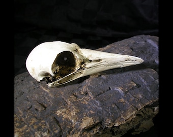 Magpie realistic bird skull replica Catalyst Studios exclusive for display costume teaching