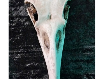Raven skull replica Catalyst Studios exclusive for display costume teaching Chihuahan