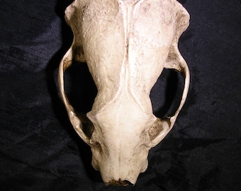 North American Badger skull realistic resin replica