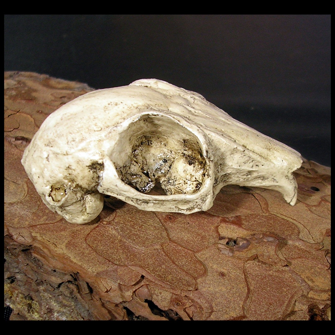 Stuffed Rabbit Skull Cottontail Bunny Rabbit Skull Resin Replica - Etsy