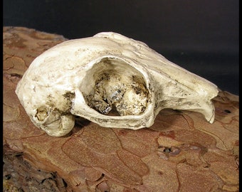 Cottontail bunny rabbit skull resin replica