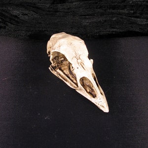 May include: A detailed, off-white bird skull with visible bone structure and dark brown interior details. The skull is positioned on a black surface, showcasing its natural form and texture. Ideal for gothic or Halloween decor.