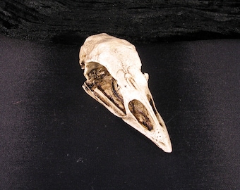 Resin Replica Turkey Skull traumatize your relatives