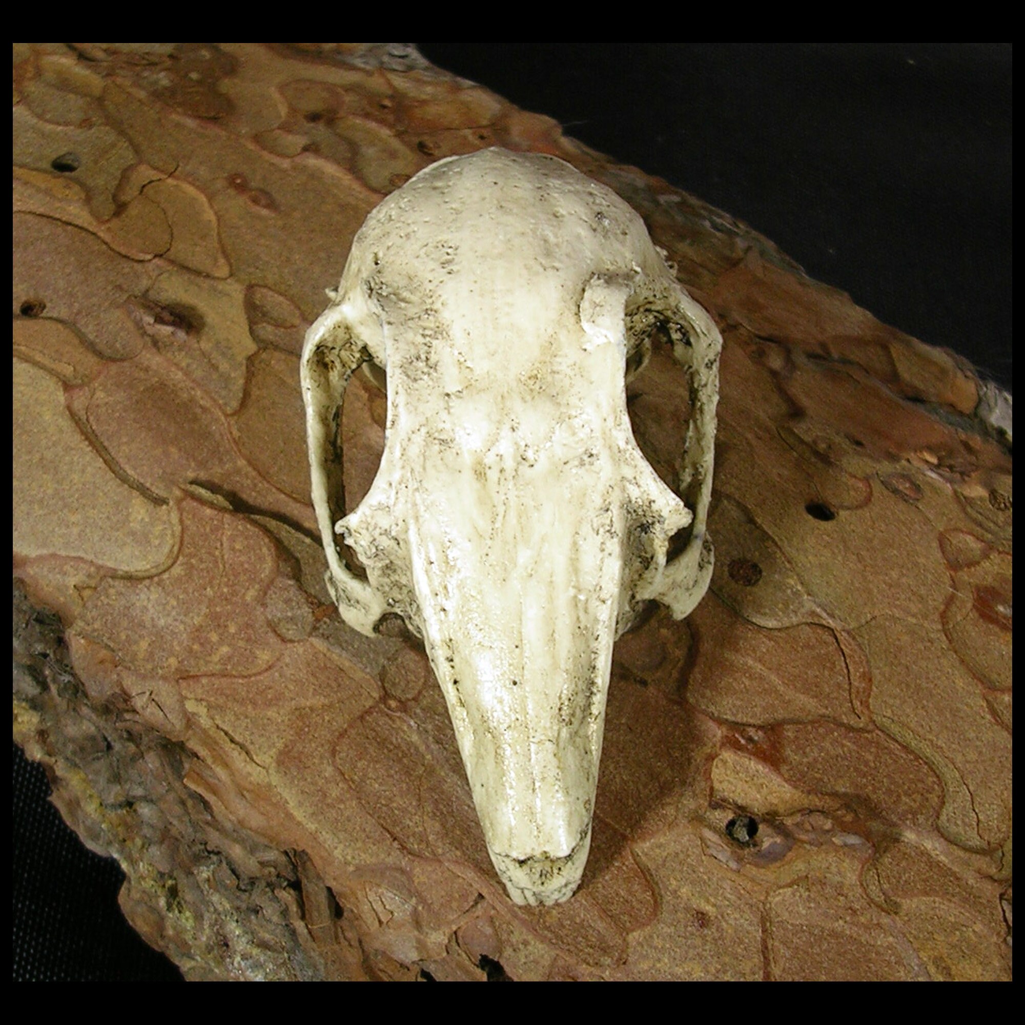 Stuffed Rabbit Skull Cottontail Bunny Rabbit Skull Resin Replica - Etsy