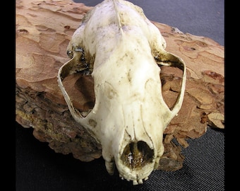 American Skunk skull realistic resin replica