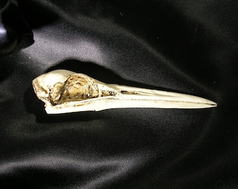 Pond Heron realistic bird skull replica