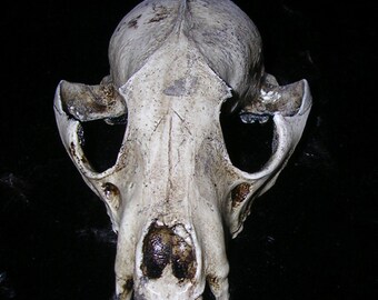Raccoon skull realistic replica for costume or decoration coon