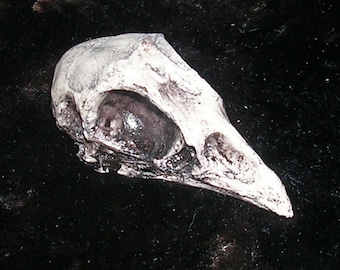 Chicken skull realistic resin replica rock out with your bock out