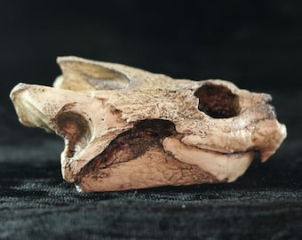 Snapping Turtle skull resin replica