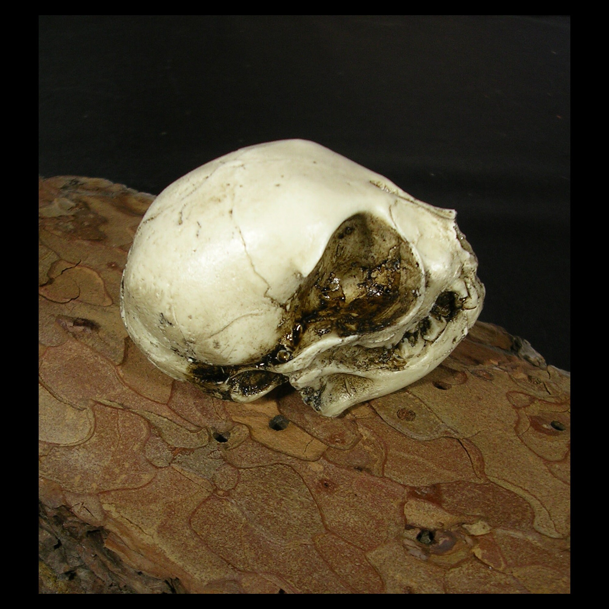 Domestic Kitten Skull Resin Replica Kitty Cat Jaw Version - Etsy Ireland