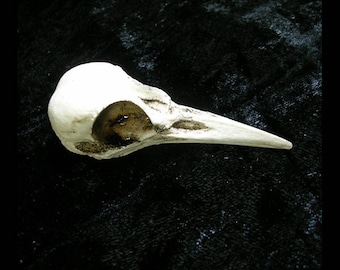 Flicker realistic bird skull replica Catalyst Studios exclusive for display costume teaching