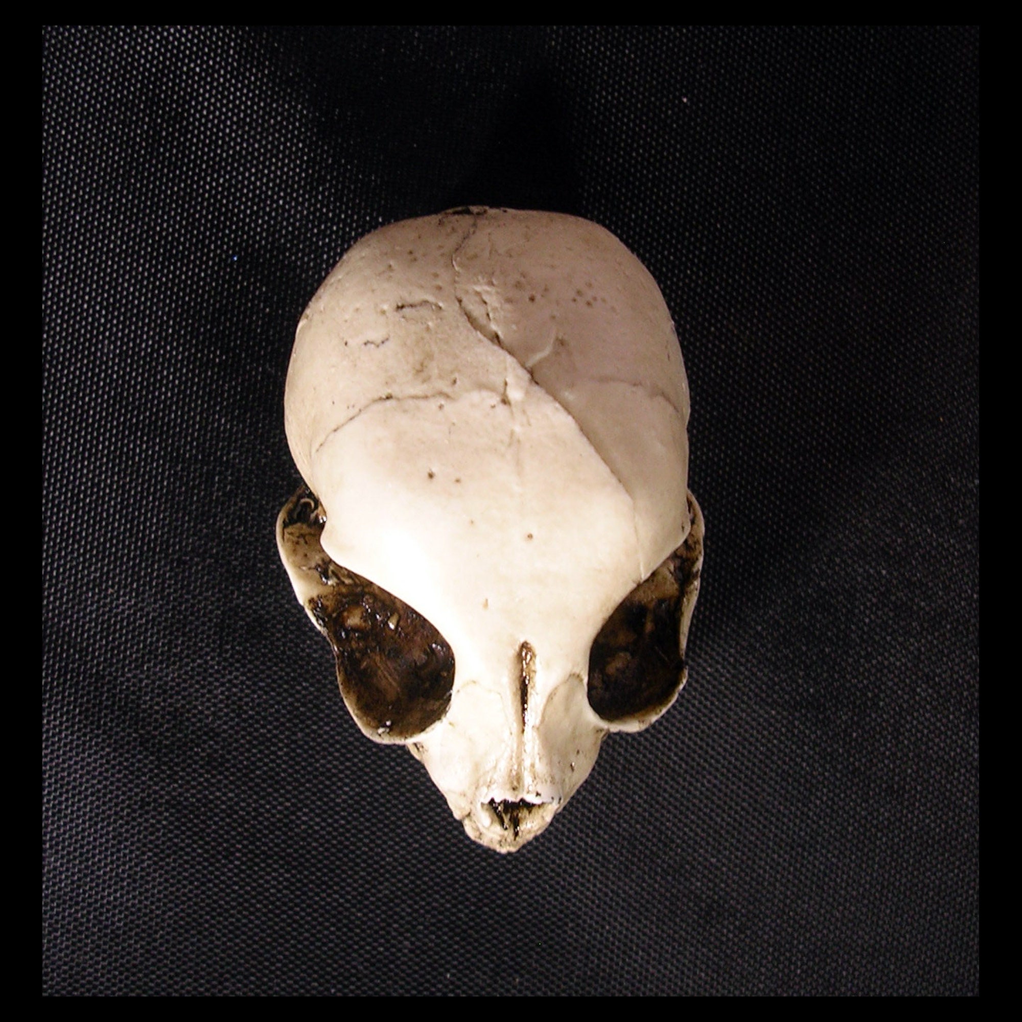 Domestic Kitten Skull Resin Replica Kitty Cat Jaw Version - Etsy Ireland