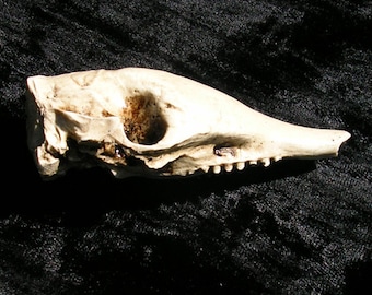 Armadillo skull realistic resin replica North American nine banded