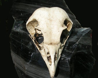 Barred Owl Skull Replica Catalyst Studios exclusive for display costume teaching hoot