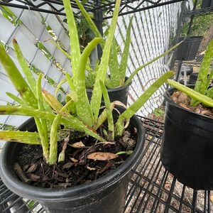 Organic Aloe Vera plant
