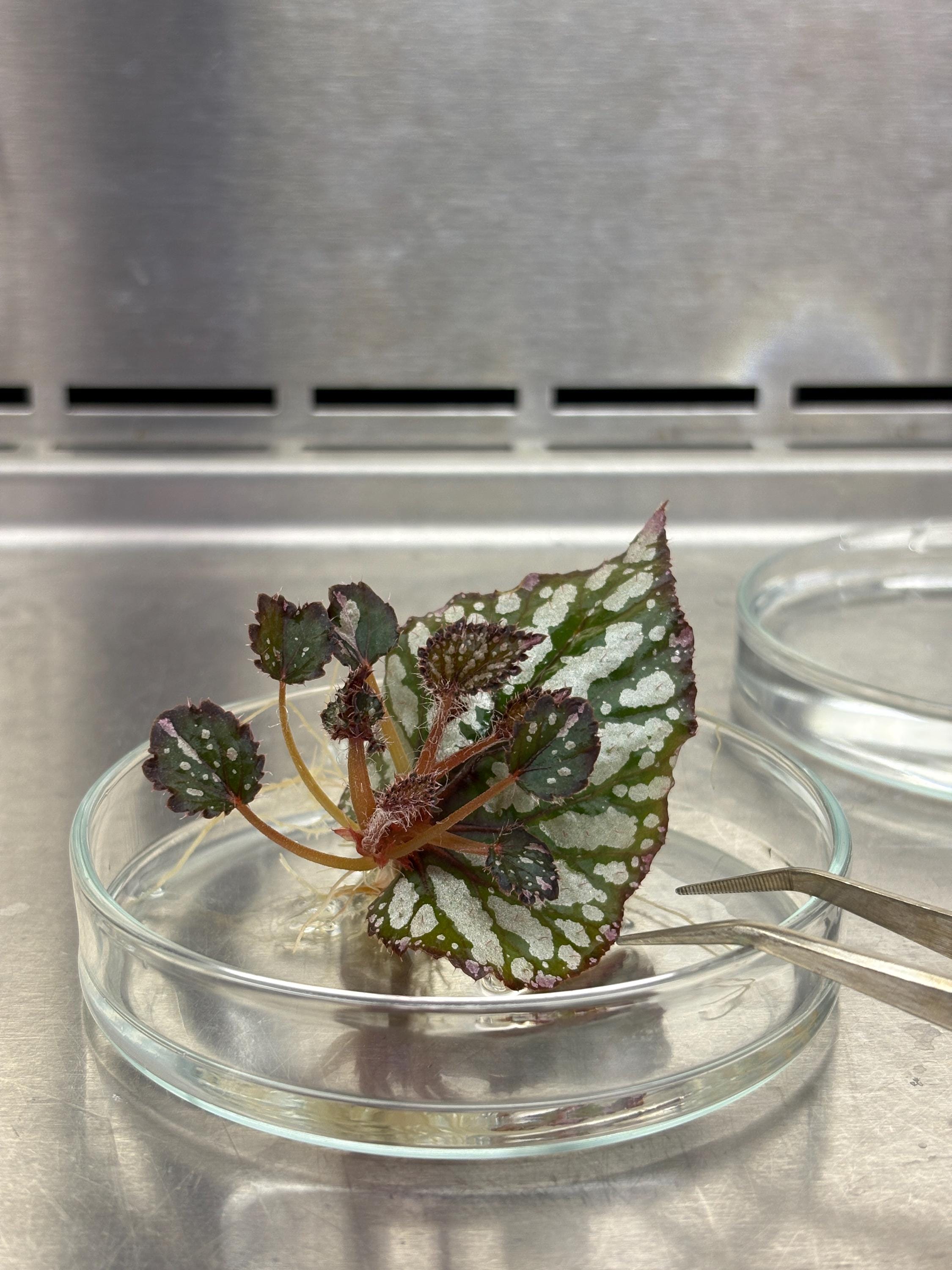 ベゴニア ルージュ斑入り 鉢のまま 希少 レア 匿名配送 ベゴニア ルージュ斑入り 鉢のまま 希少 レア 匿名配送 2025年