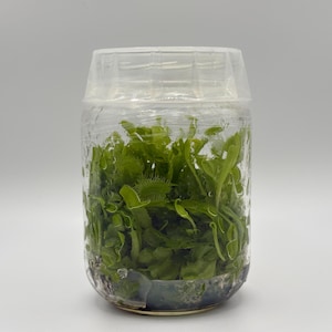 Plant tissue culture: Venus Flytrap