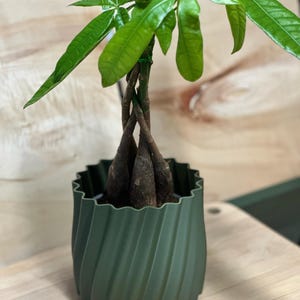Op de afbeelding: Een groene, golvende, cilindrische pot met een gevlochten, bruine stam plant met groene bladeren.